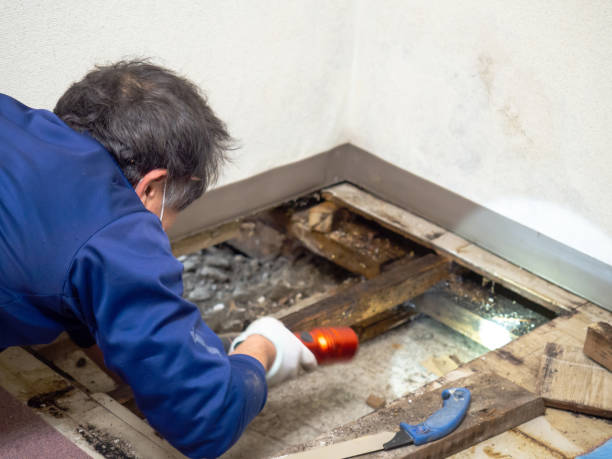 Best Black Mold Remediation in Elmira Heights, NY