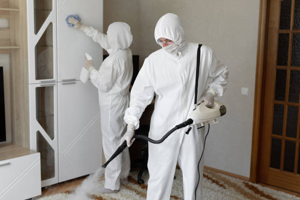 Best White Mold Remediation in Elmira Heights, NY